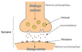 Les synapses